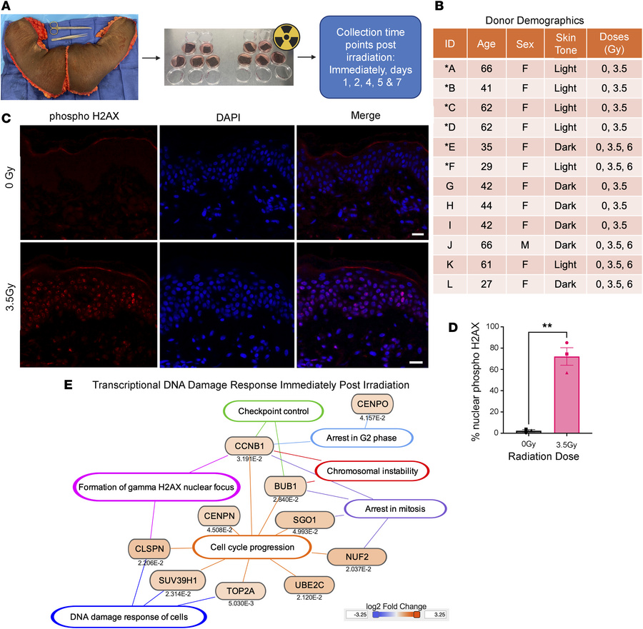 Establishment of a human ex vivo skin model and validation of early DNA ...