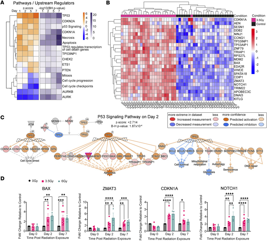 p53-mediated DNA damage response in irradiated ex vivo skin.
(A) IPA of ...