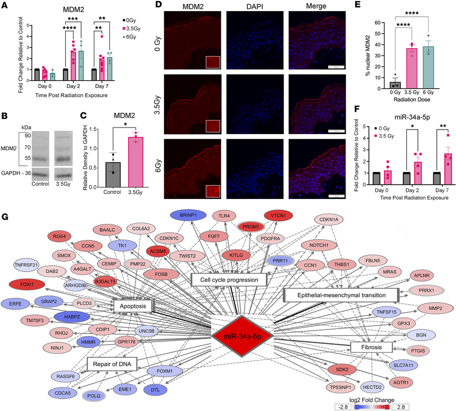 Regulators of p53-mediated DNA damage response.
(A) qPCR of MDM2 express...
