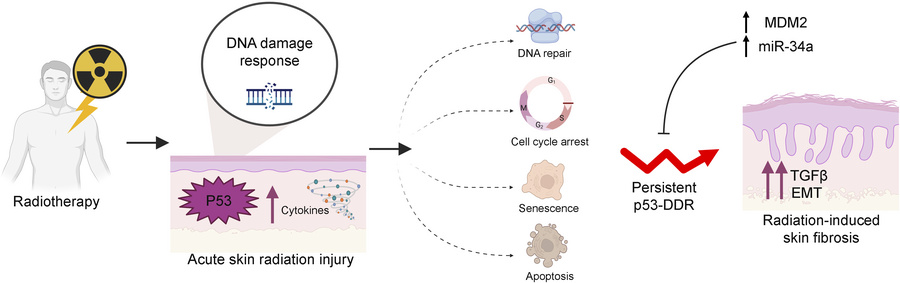 graphical abstract