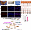 Establishment of a human ex vivo skin model and validation of early DNA dam