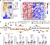 p53-mediated DNA damage response in irradiated ex vivo skin.