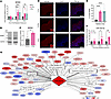 Regulators of p53-mediated DNA damage response.