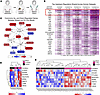 Correlation of ex vivo human skin radiation response with irradiated breast