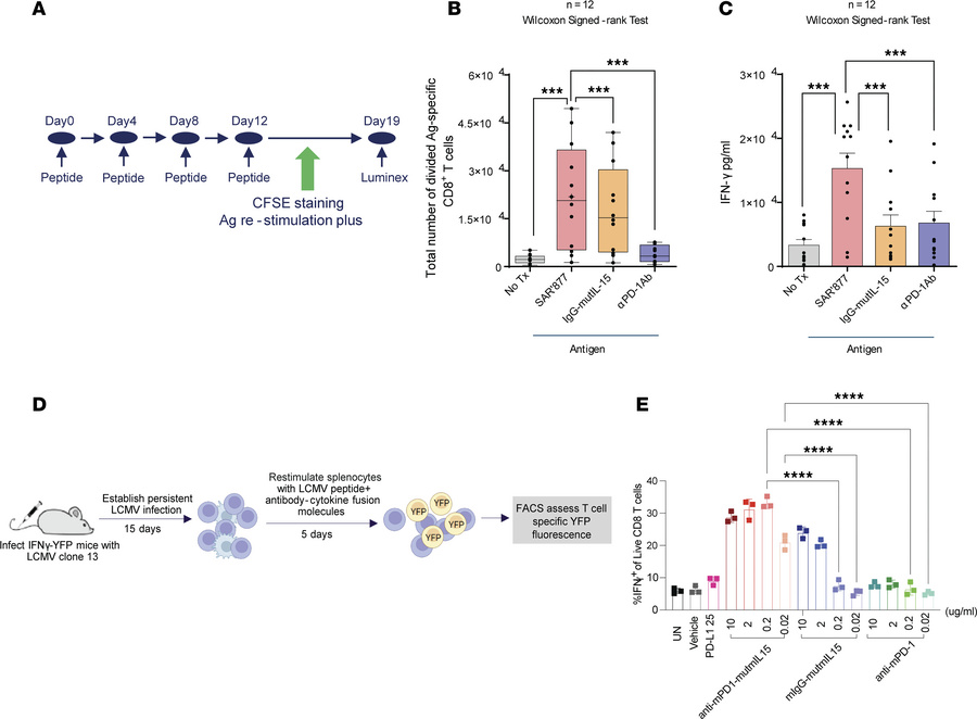 SAR’877 and anti–mPD-1–mutmIL-15 reverse CD8+ T cell exhaustion in vitro...