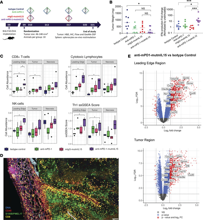 Anti–mPD-1–mutmIL-15 activity in murine B16-F10-OVA melanoma model.
(A) ...