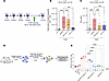 SAR’877 and anti–mPD-1–mutmIL-15 reverse CD8+ T cell exhaustion in vitro.