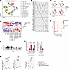 Single-cell transcriptomic analysis of anti–mPD-1–mutmIL-15 effects on T ce