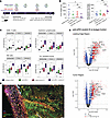Anti–mPD-1–mutmIL-15 activity in murine B16-F10-OVA melanoma model.