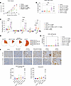 Antitumor efficacy of SAR’877 in a humanized mouse tumor model.