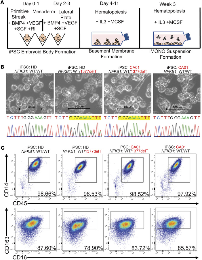 Establishment of an iPSC-derived monocyte (iMONO) model of NFKB1-variant...