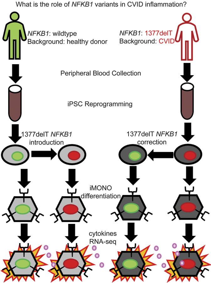 graphical abstract