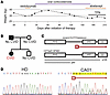 Severe and refractory GI disease in a patient with CVID with heterozygous 1