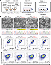 Establishment of an iPSC-derived monocyte (iMONO) model of NFKB1-variant im