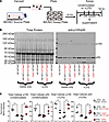 Heterozygous NFKB1 1377delT variant is necessary and sufficient to cause p1