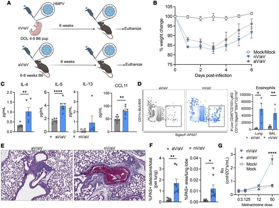 Early-life viral infection leads to skewed secondary response recapitula...