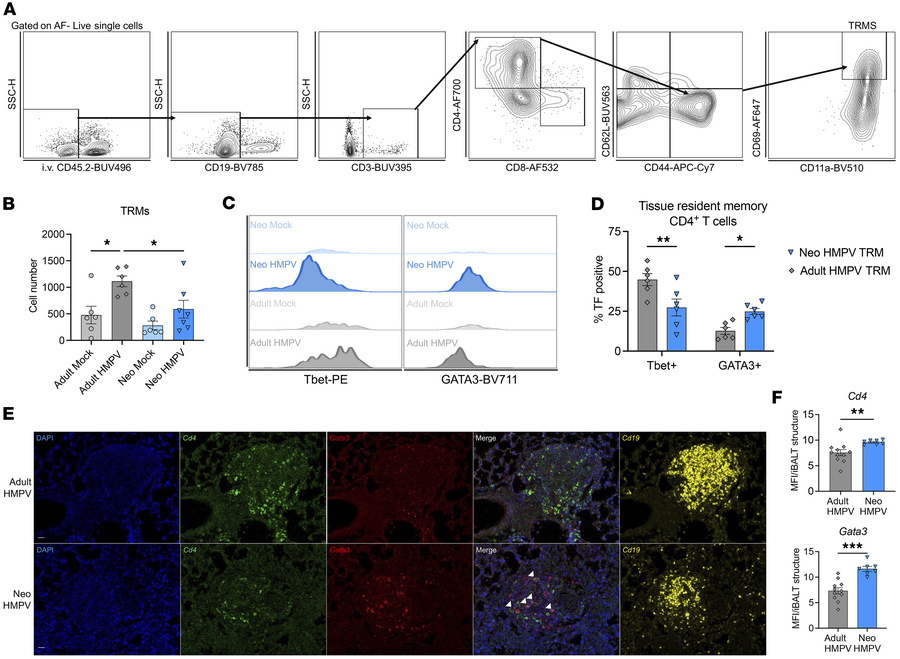 CD4+ tissue-resident memory cells are skewed toward a Th2 phenotype afte...