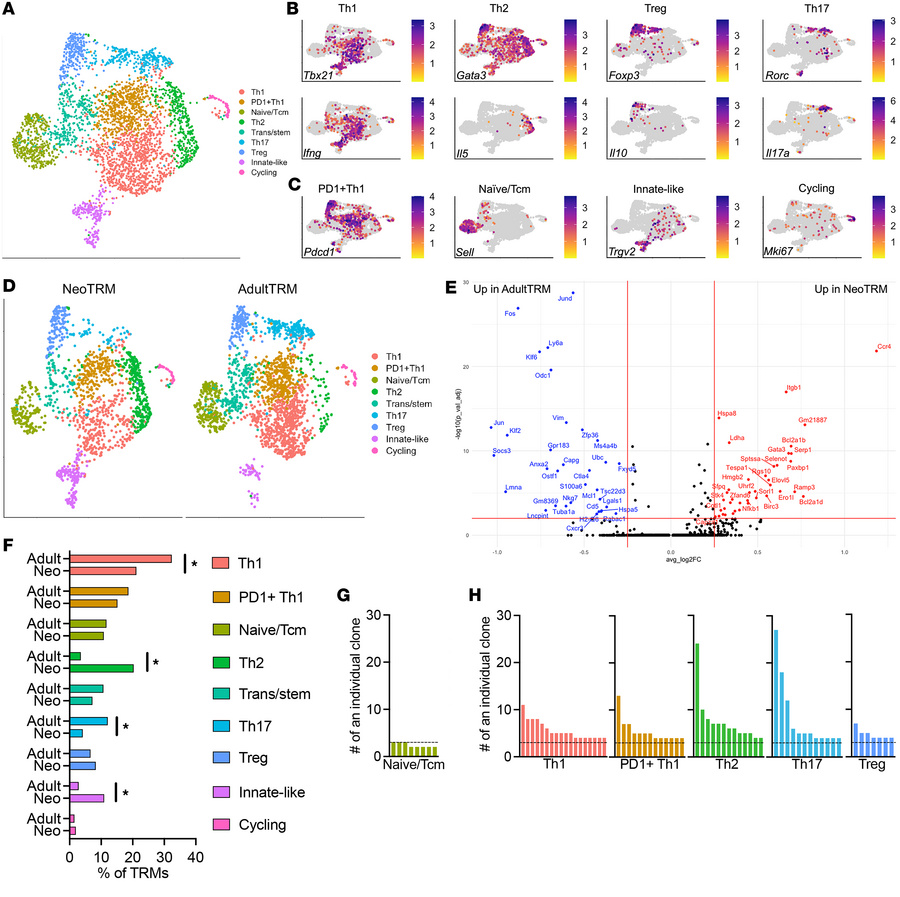 Single-cell RNA-seq of TRM populations after neonatal or adult HMPV infe...