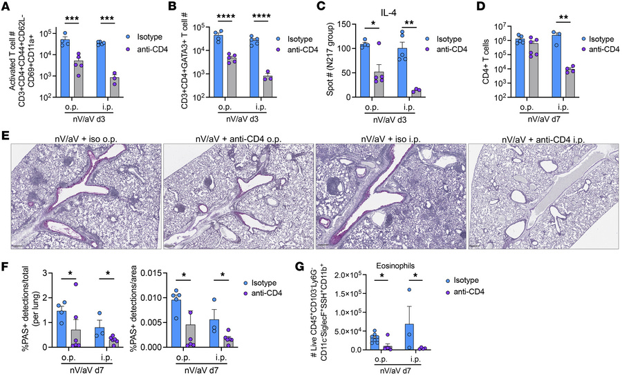 Local depletion of CD4+ T cells partially mitigates asthma pathology.
Mi...