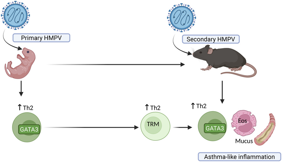 graphical abstract