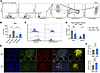 CD4+ tissue-resident memory cells are skewed toward a Th2 phenotype after e