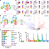 Single-cell RNA-seq of TRM populations after neonatal or adult HMPV infecti
