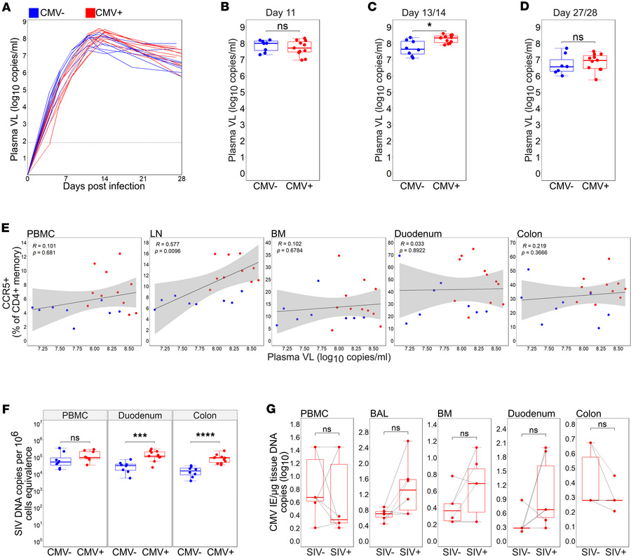 RhCMV serostatus is associated with increased SIV replication.
(A) Line ...