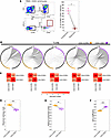 CD4+CCR5+ T cells exhibit high clonal diversity and limited overlap with CD