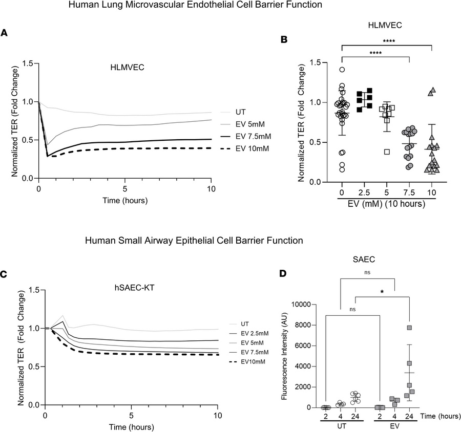 Barrier function of endothelial and epithelial monolayers following EV e...