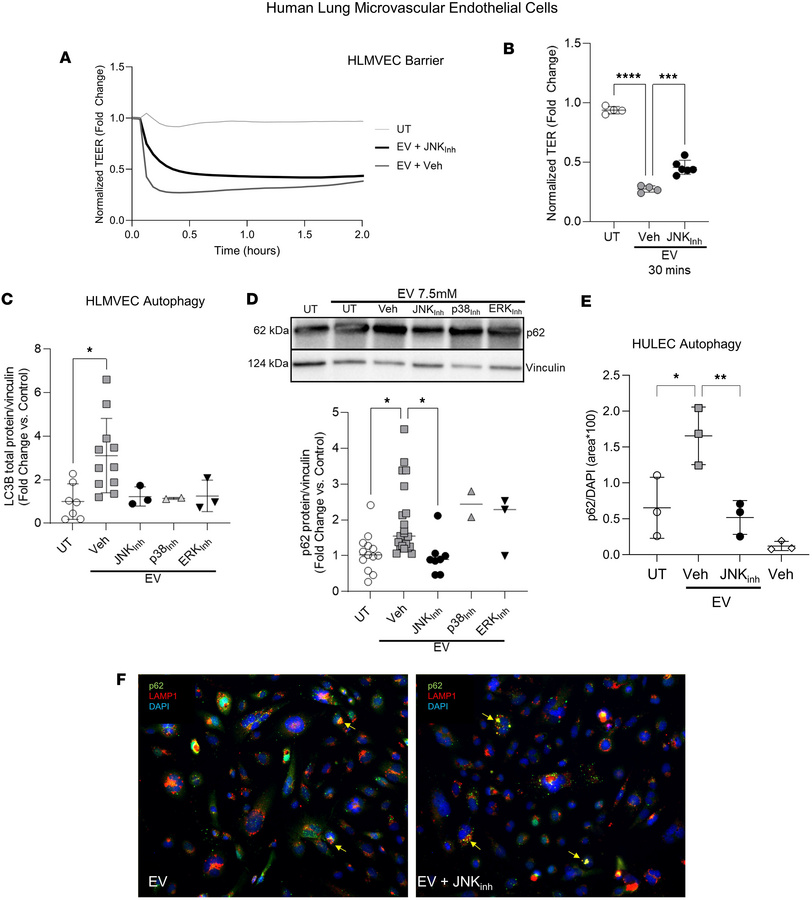 Role of JNK in EV-induced human lung microvascular endothelial autophagy...