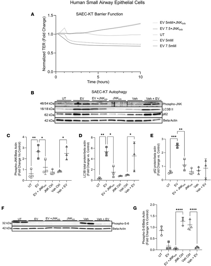 Role of JNK in EV-induced human lung small airway epithelial autophagy.
...