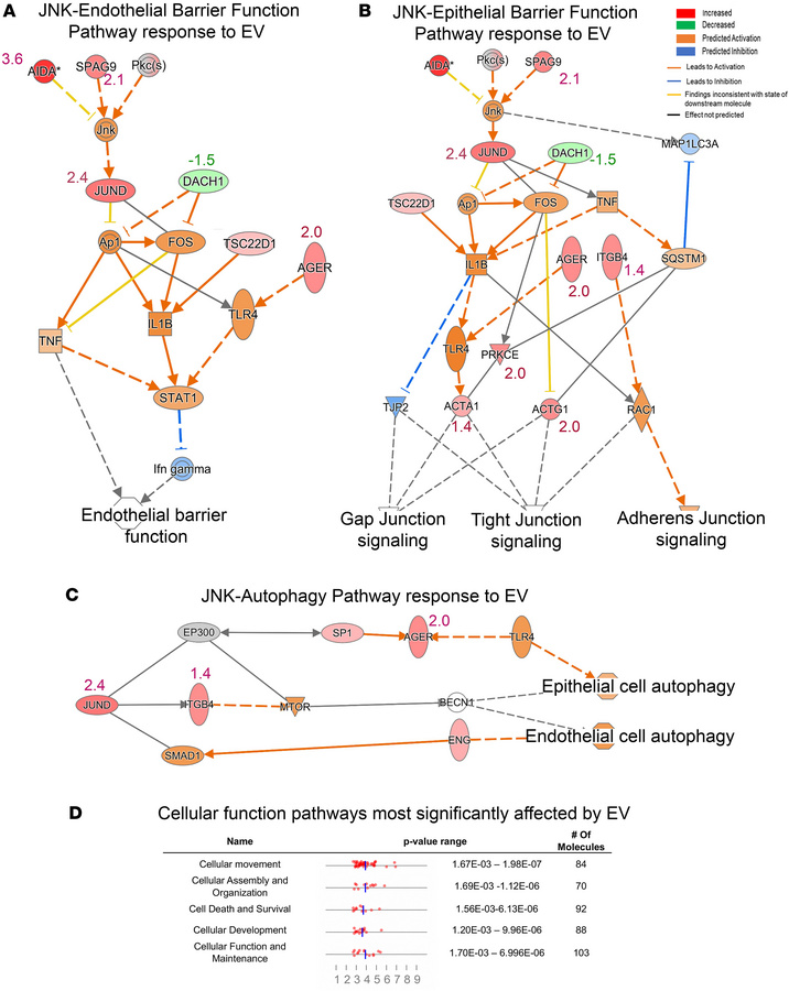 Interactivity map of JNK signaling induced by brief distant EV exposure ...