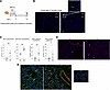 Persistent effects of brief EV exposure on distal lung autophagy in golden
