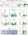 Effects of brief prior EV exposure on inflammatory responses to respiratory