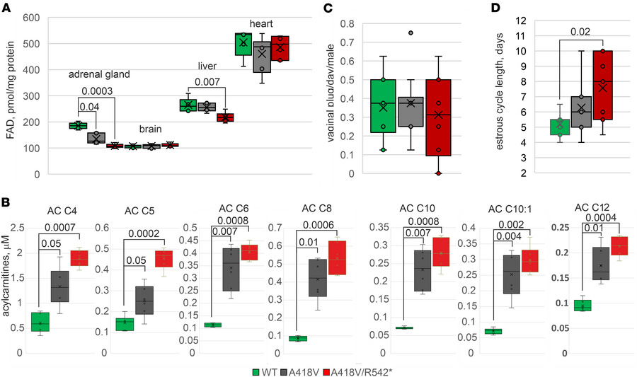Metabolite quantity in mice with mutated FLAD1.
(A) FAD content in mouse...