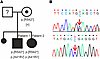 Patients’ pedigree and genotype.