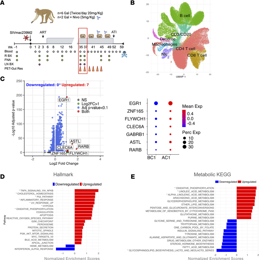 Galunisertib upregulates metabolic pathways in lymph node CD4+ T cells.
...