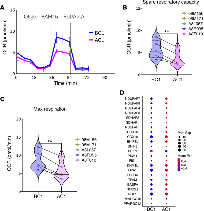 Galunisertib impacts lymph node CD4+ T cell metabolism.
(A) Representati...