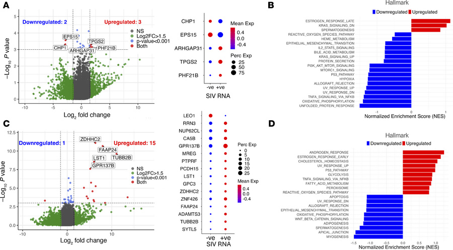 TGF-β blockade reverses metabolic quiescence in infected cells producing...