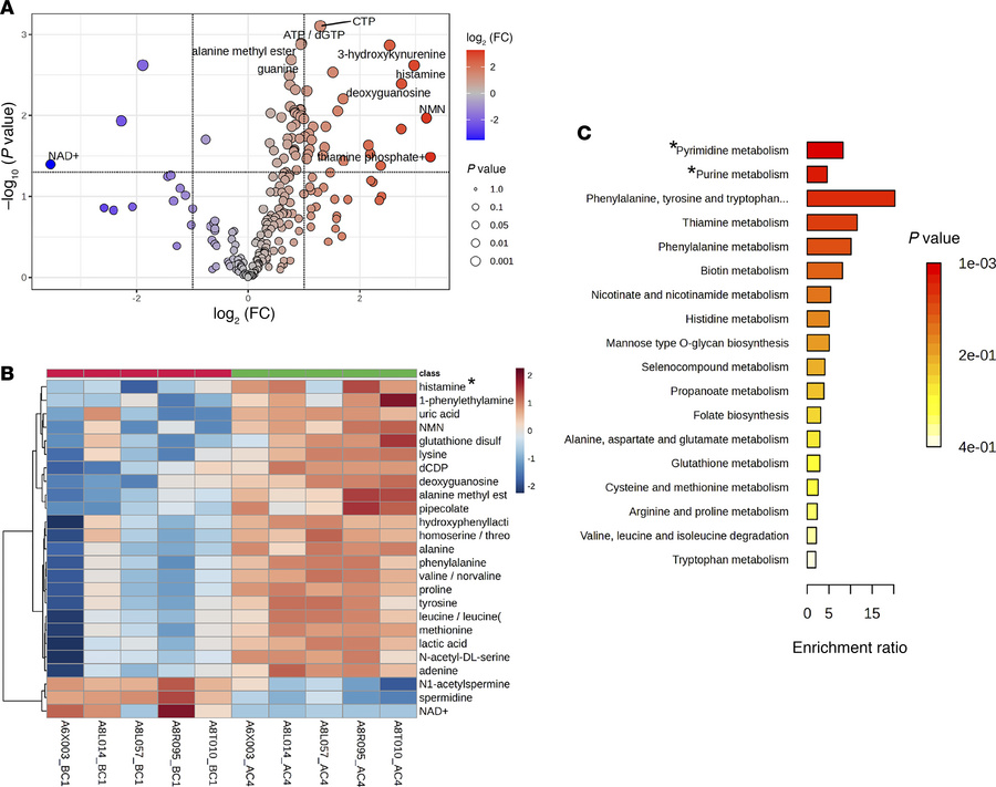 TGF-β blockade increases metabolism of blood immune cells.
Metabolites w...