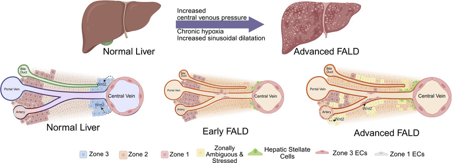 graphical abstract