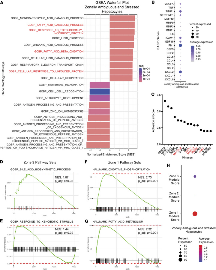 Characterization of zonally ambiguous and stressed hepatocytes demonstra...