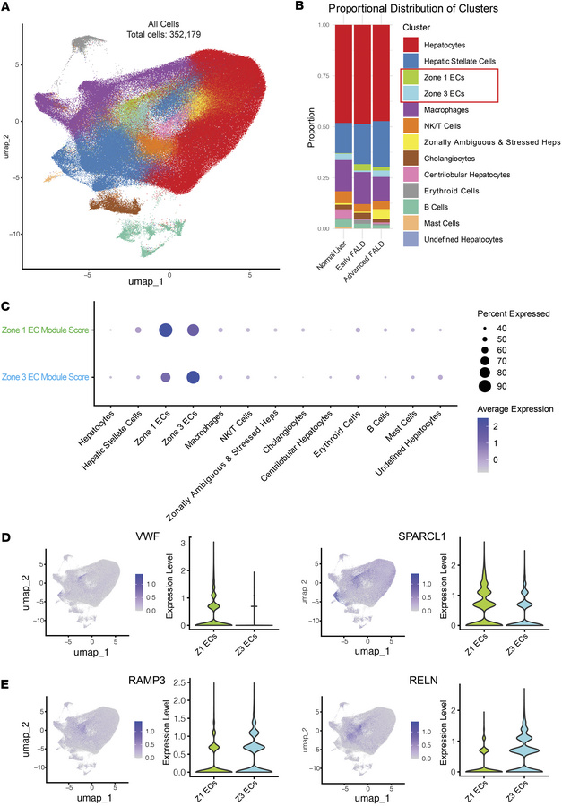 Liver endothelial cell zonation is disrupted in FALD.
(A) Uniform manifo...