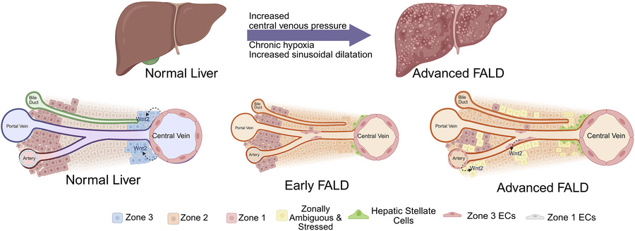 graphical abstract