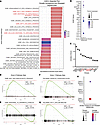 Characterization of zonally ambiguous and stressed hepatocytes demonstrates
