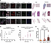 Immunofluorescence of hepatocyte zonation markers and HSP70 demonstrates al