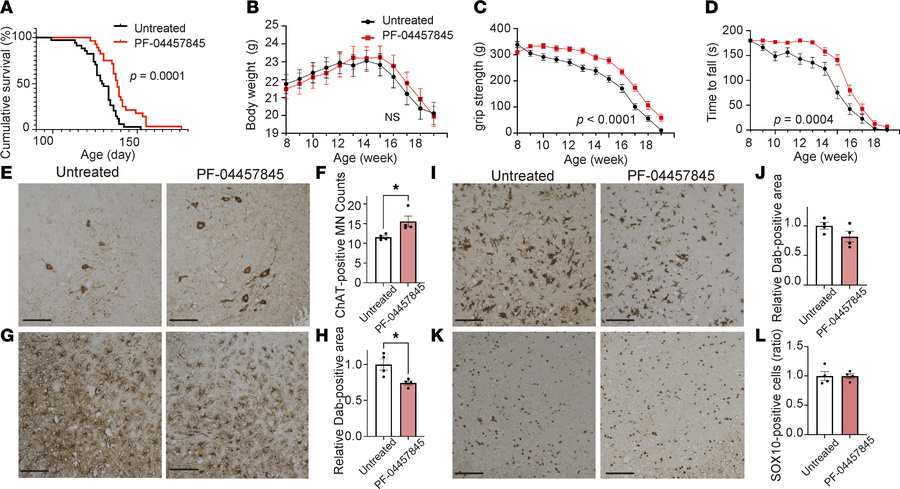 In vivo analysis of hit compounds in SOD1G93A transgenic mice.
(A) Survi...