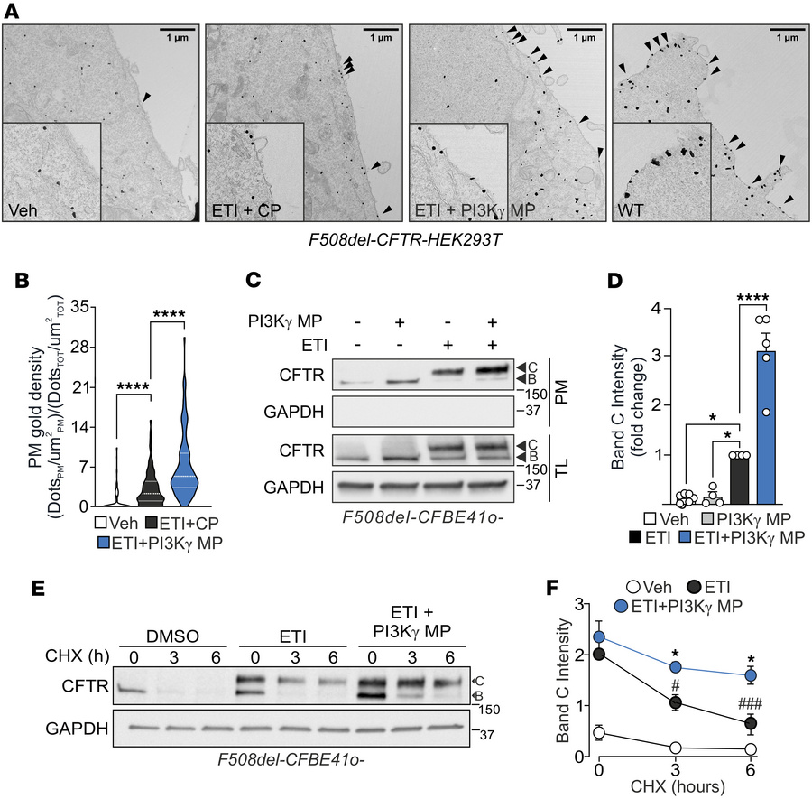 PI3Kγ MP increases the plasma membrane density of F508del-CFTR in combin...