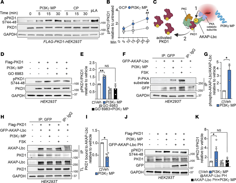 PI3Kγ MP activates AKAP-Lbc–anchored PKD1.
(A and B) Representative West...
