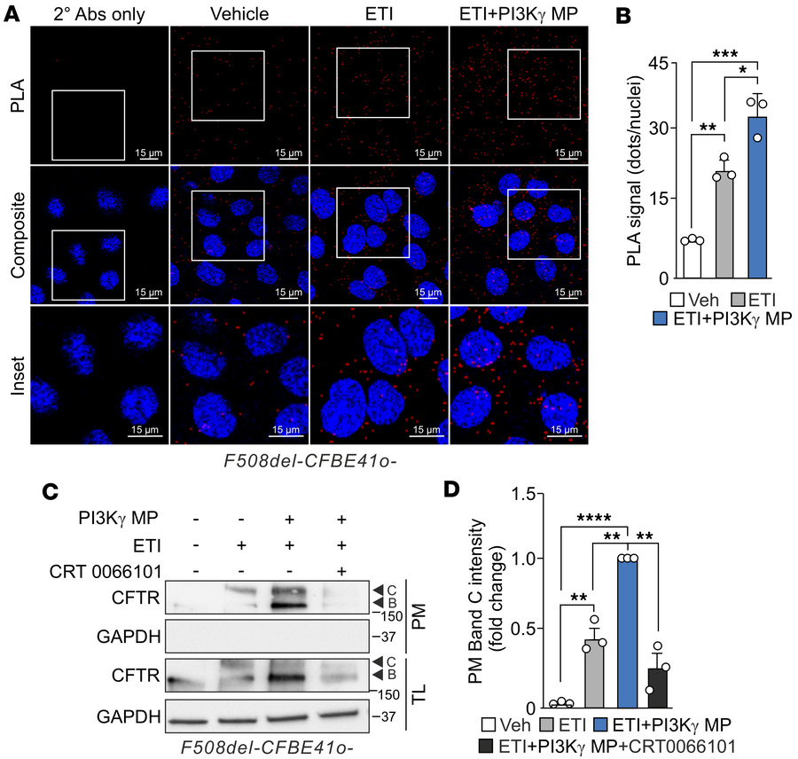 PKD1 activation by PI3Kγ MP enhances F508del-CFTR membrane localization....